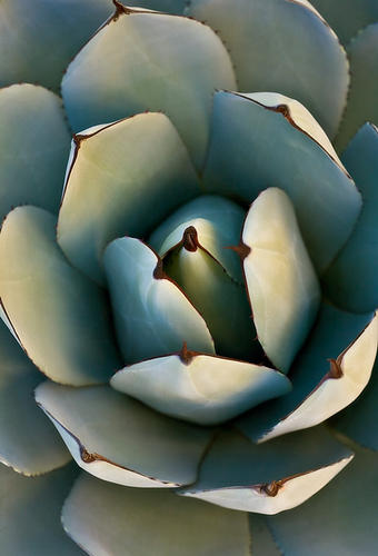 AGAVE PARRYI - Parry's Agave, No. 3