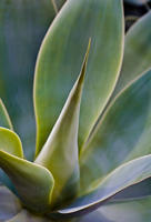 AGAVE ATTENUATA, Foxtail Agave, No. 5