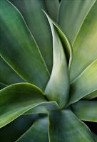 AGAVE ATTENUATA, Foxtail Agave, No. 7