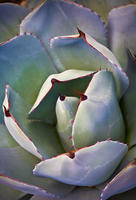 AGAVE PARRYI - Parry's Agave, No. 6