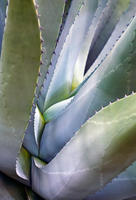 Intimate Agave, No. 1