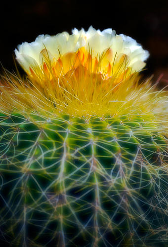 White Cactus Blossom, No. 2