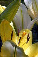 ASIATIC PIXIE LILIES, No. 2