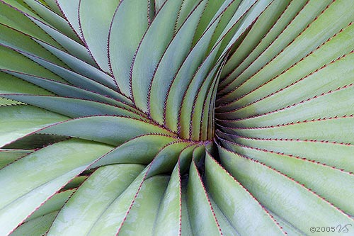 Yucca, Mauritius