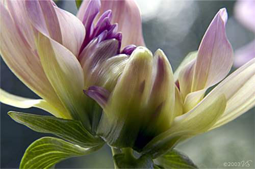 DAHLIA BUD, No. 1