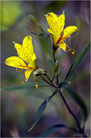 Yellow Lilies