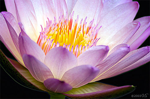 NYMPHAEA LINNAEUS, Water Lily No. 3