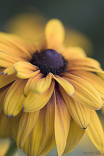 RUDBECKIA, No. 2