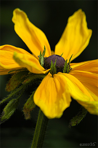 RUDBECKIA, No. 1