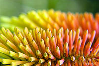 KNIPHOFIA UVARIA, Torch Lily, No. 1