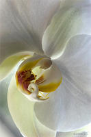 PHALAENOPSIS, P.Tinny Sunshine x P.Tinny Diamond, No. 1