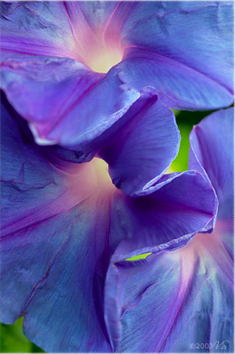 IPOMOEA VIOLACEA, Morning Glories, No. 1