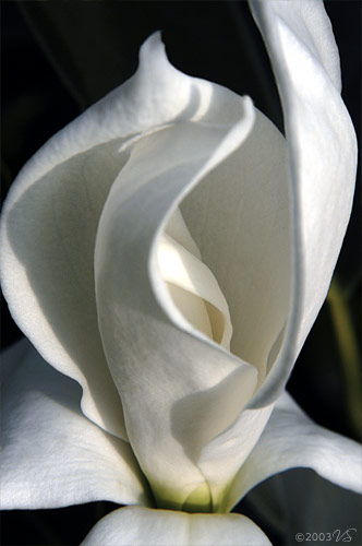 MAGNOLIA GRANDIFLORA, No. 5