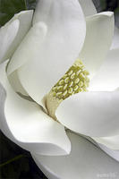 MAGNOLIA GRANDIFLORA, No. 4