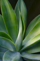 AGAVE ATTENUATA, Foxtail Agave, No. 3