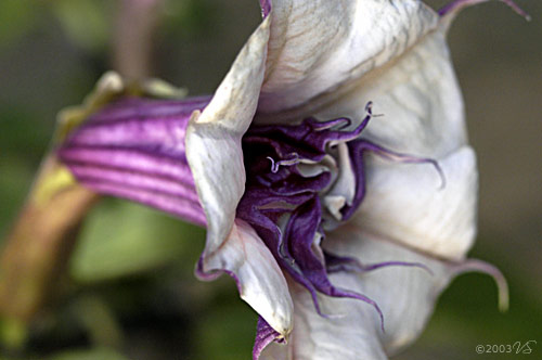 DATURA INOXIA, Angel's Trumpet, Double Lavender, No.1