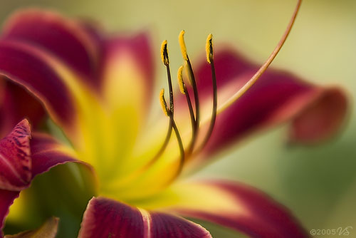 HEMEROCALLIS, Daylily, No. 4