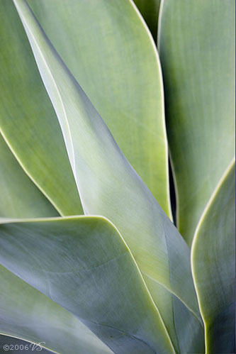 AGAVE ATTENUATA, Foxtail Agave, No. 2