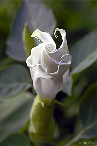 DATURA INOXIA, Angel's Trumpet, No. 2