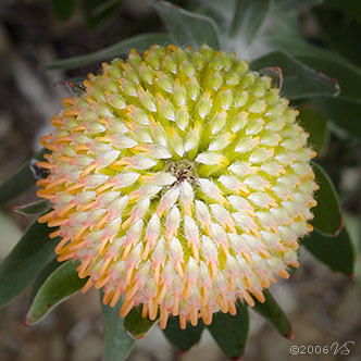 PROTEA, No. 1