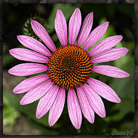 Square Coneflower