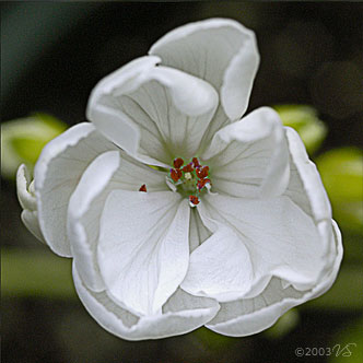 Geranium Rondel, No. 1