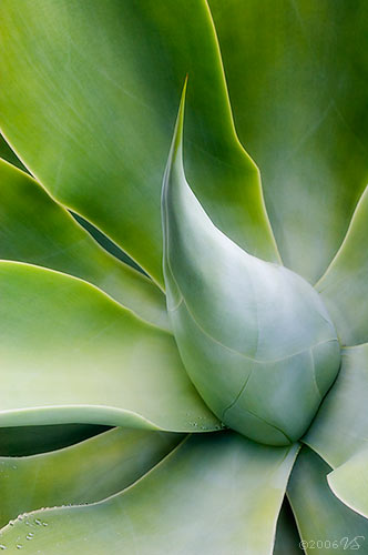 Agave