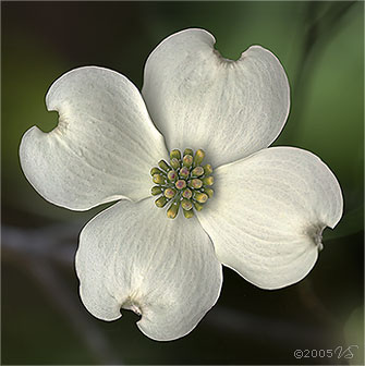 White Dogwood